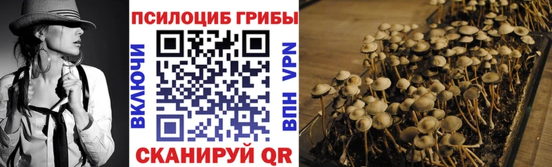 Купить  Тогучин  Псилоцибиновые грибы Psilocybe 